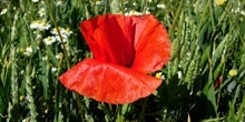 Weeds in arable fields could help declining insect populations