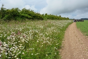 Flower margin