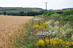 Colourful flower margin next to barley