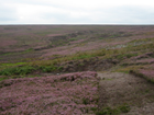 Why measure heather?