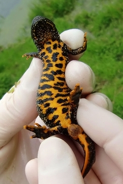 Great crested newt female
