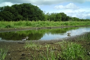 Lapwing on Bisterne