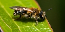 How well do EFAs support pollinators?