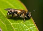 Research, collaboration and passion provide hope this World Bee Day