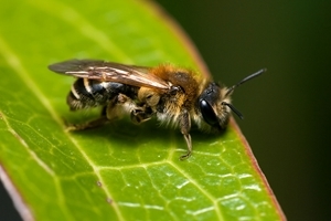 Short-fringed mining bee (Credit: Will George)