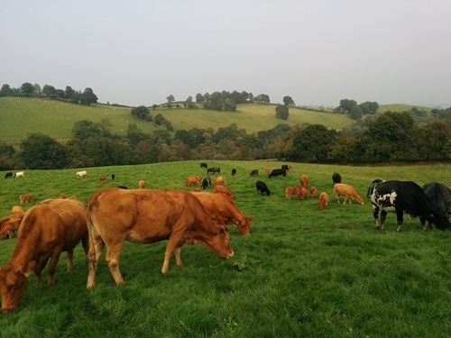 Yeomans Cattle 2