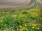 Three crop rule relaxed and £6 million fund for farmers