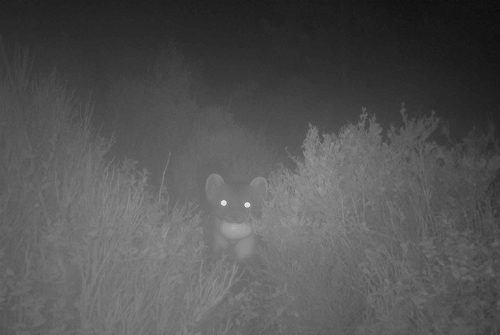 Pine marten carrying capercaillie egg