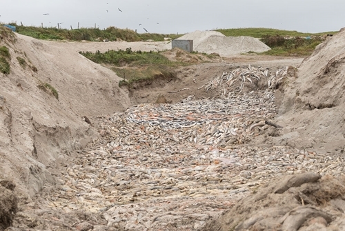 Dead farmed salmon in a pit Dead farmed salmon in a pit