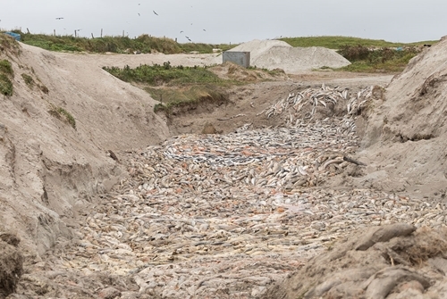 Dead farmed salmon in a pit