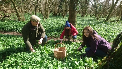 Picking Wild Garlic Leaves