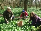 Foraging within the new rules