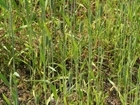 Could weeds be the answer to reversing insect declines?