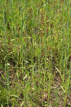 Low input cereal showing weedy understorey