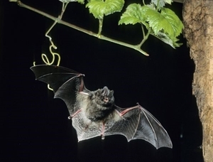 Barbastelle