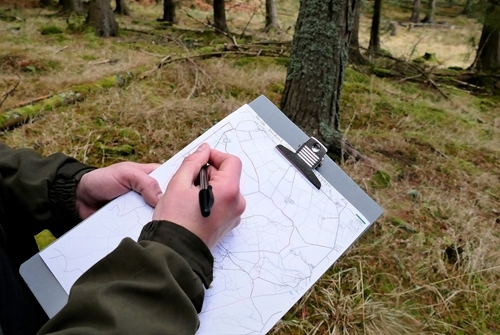 Thrush surveying