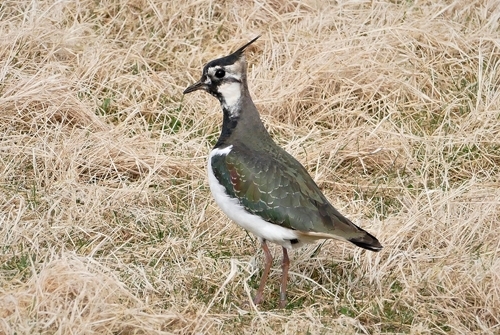 Lapwing at Auchnerran Lapwing at Auchnerran