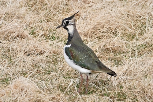 Lapwing at Auchnerran