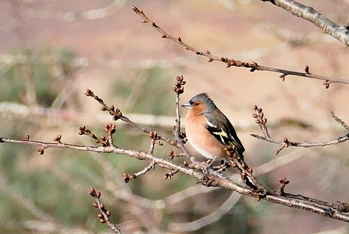 Chaffinch at Auchnerran