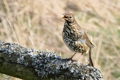 Song thrush at Auchnerran