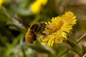 Bee-fly