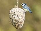 10 Bird and wildlife projects to do for all the family