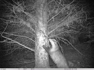 Badger camera trap