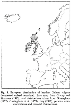 European heather