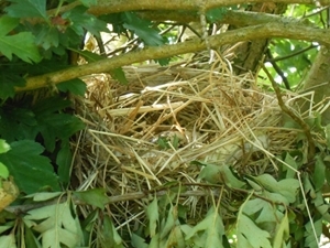 Artificial nest in situ