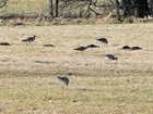 21 April is World Curlew Day