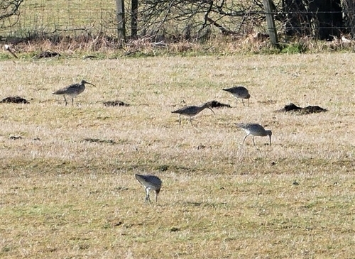 Curlew at Auchnerran