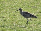 Welsh Government ban on humane fox trap risks curlew’s extinction