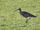 New project gives South Downs curlew a much-needed head start