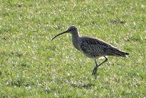 Auchnerran curlew close-up