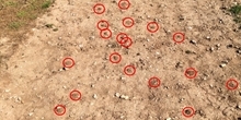 Bare ground provides nesting habitat for ground-nesting solitary bees