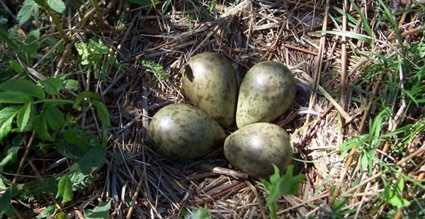 Eggs