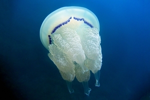 Barrel jellyfish (Tato Grasso)
