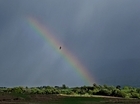 Is it the end of the rainbow for the Welsh curlew?