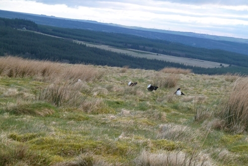 Black grouse males lekking