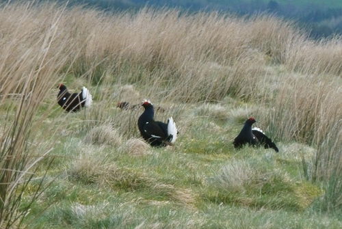 Black grouse males lekking