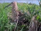 Curlew Country’s Curlew Cam 2020 is live and a good reason to stay indoors!