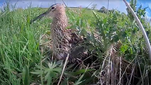 Curlew Cam Curlew Cam