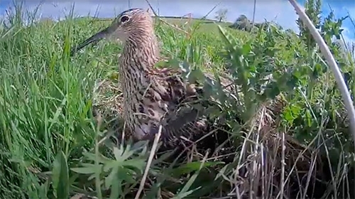 Curlew Cam