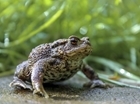 Nature photographers have until the end of May to enter countryside awards