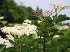 Elderflower Cordial: The taste of summer