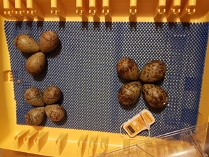 IMG 20190605