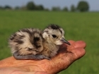 0 to nearly 70 chicks in three years