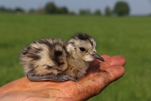 2016 curlew chick