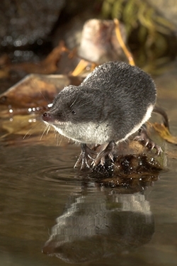 Water shrew - Game and Wildlife Conservation Trust