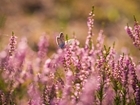 No ‘one size fits all’ solution for peatland management says landmark new report